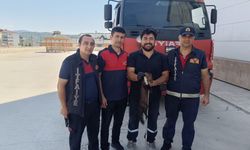 Zonguldak'ta bodrum kata giren sansar yakalandı