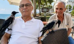 Düzce Akçakoca'da insanlarla dostluk kuran karga ilgi odağı