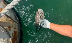 Kanadına misina dolandı... İzmir'den özgürlüğe uçuruldu