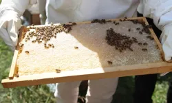 Ordu'da bal hasadı bereketi