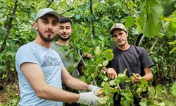 HAYIR İÇİN FINDIK TOPLADILAR