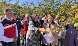 14 BİN TON FINDIK REKOLTESİ BEKLENİYOR