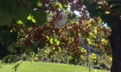 Ali Dağı 360 Kafe'de süs elması bereketi