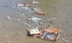 PALAMUTLAR DEREYE DÖKÜLDÜ İDDİASI