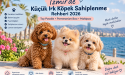 İzmir’de Küçük Irk Köpek Sahiplenme Rehberi 2026: Toy Poodle, Pomeranian Boo ve Maltipoo