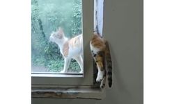 SIKIŞAN KEDİYİ İTFAİYE KURTARILDI