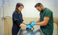 Maltepe'de sahipsiz kedi kısırlaştırmada online randevu