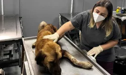 Ordu'da yaralı köpek kurtarıldı
