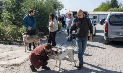 Bornova'da can dostları yeni sahipleriyle buluştu