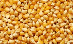 Dalaman'da 1.400 ton dane mısır satışa çıkıyor