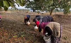 İpsala'nın Karaağaç Köyü'nde ceviz hasat şenliği