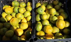 Satsuma mandalinada ihracat zamanı