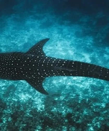 Maldivler ikonik balina köpek balıklarını korumak için Tech4Nature projesini başlattı
