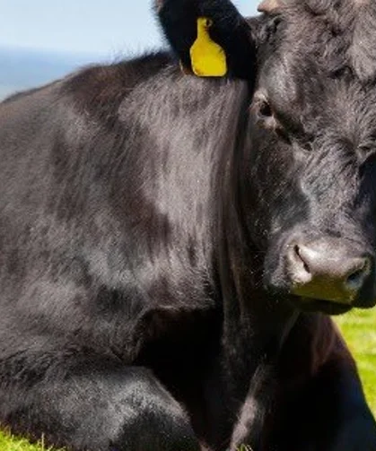 'Kırsalda Bereket'te 9. etap... Gebe düve dağıtımları başlıyor
