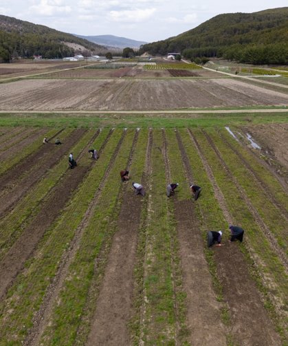 Yozgat'ta fidanlar kadınların elinde yeşeriyor