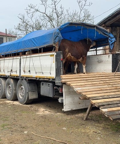 Alaçam Kızlan Yaylası'nda yetişen kurbanlıkların sevkiyatı başladı
