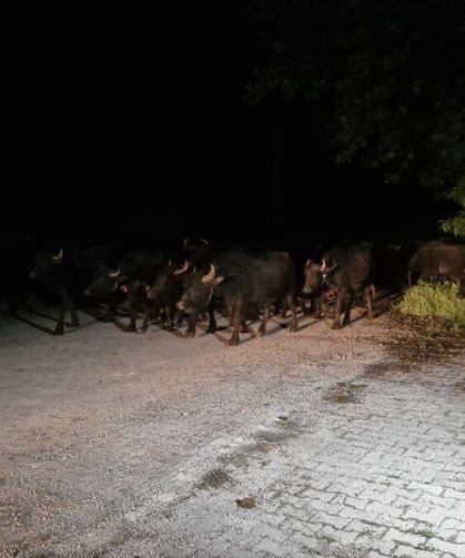Tokat'ta taşkın riskine karşı bir köyün sakinleri tahliye ediliyor