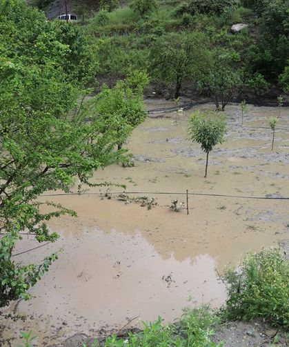 TZOB Genel Başkanı Bayraktar, Amasya'da taşkında zarar gören tarım arazilerinde incelemede bulundu
