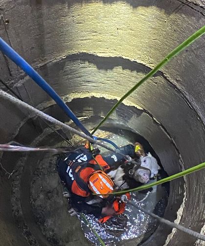 Kastamonu'da kuyuya düşen inek ekiplerin çalışmasıyla kurtarıldı