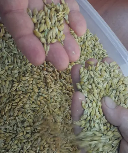 Keşan'da ilk arpa hasadı satıldı... İlk ürün 17,50 TL'den satıldı