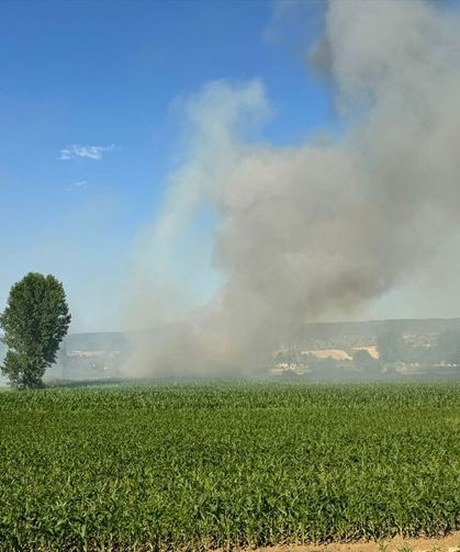 Kastamonu'da çıkan yangında 5 dekar buğday tarlası zarar gördü