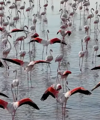 Tuz Gölü'nde flamingo sevinci