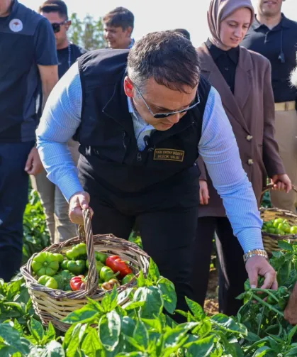 Bilecik'te Vali Sözer'den coğrafi işaretli Kamber Biberi hasadı