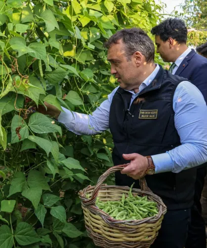 Pazaryeri Boncuğu'nda hasat vakti