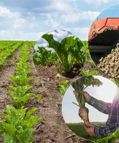 Türkşeker'in şeker pancarı alım fiyatı belli oldu