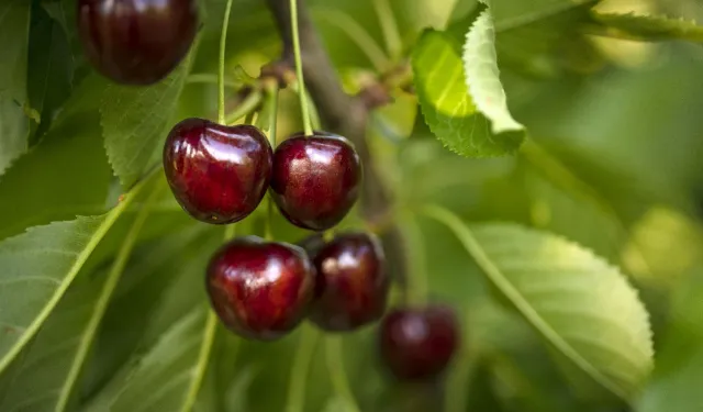 ÇİFTÇİLERE YARI FİYATINA FİDAN SATIŞI