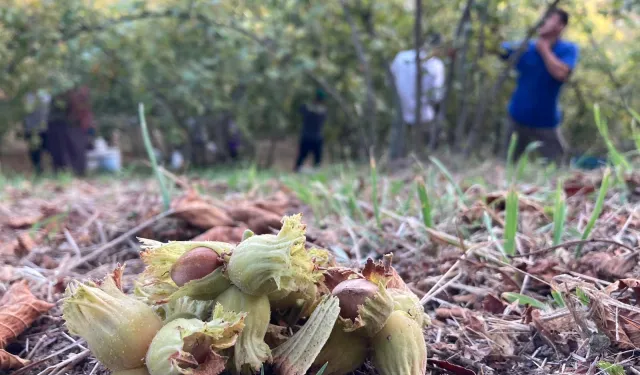 FINDIKÇILARA ÖNEMLİ UYARI