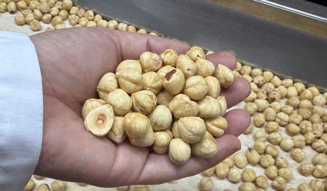FINDIKTA, AKÇAKOCA, EREĞLİ VE ALAPLI ZİRVEDE