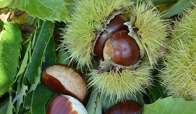 KESTANE MEZATI AÇILDI