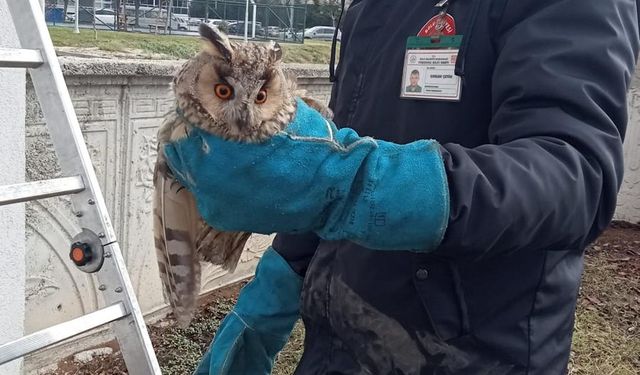 Bolu'da cam balkonda sıkışan baykuş kurtarıldı