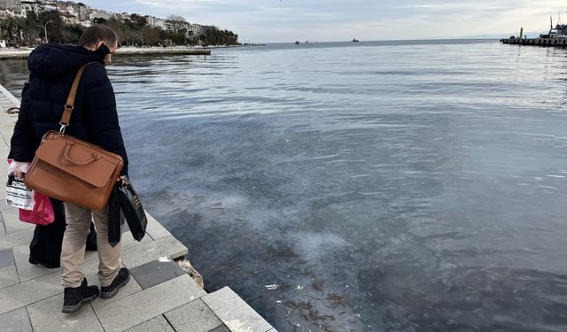 Sinop kıyılarında binlerce denizanası görüntülendi