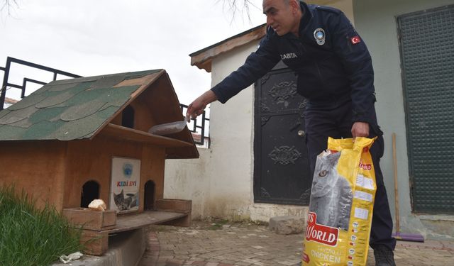 Taşköprü Belediyesi, sokak hayvanları için kedi evlerine mama bırakıyor