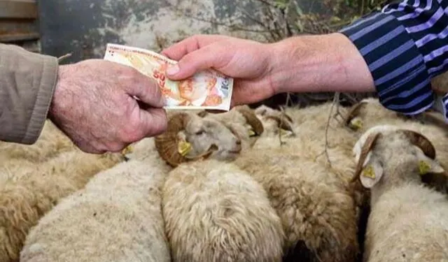 95 DİŞİYE 5 ERKEK