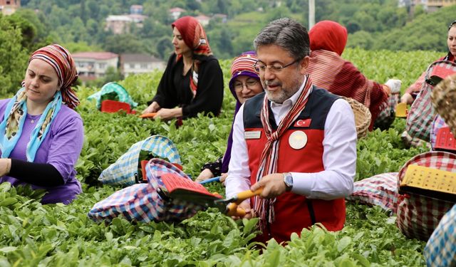 Tarım ve Orman Bakanı Yumaklı, Rize'de çay hasadına katıldı: