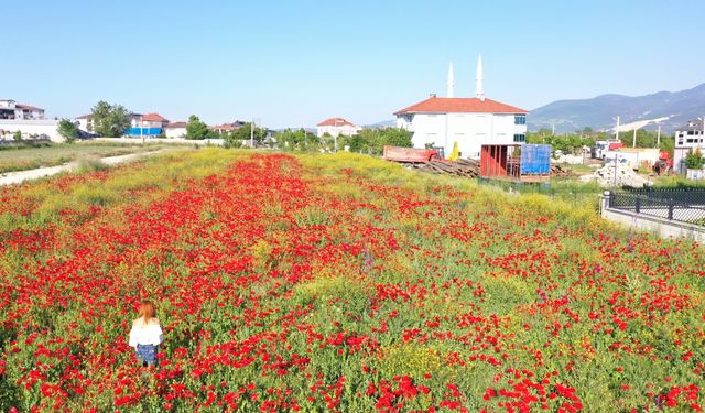 Bolu'da tarlada açan gelincikler güzel görüntü oluşturdu