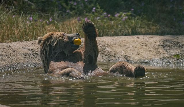 Bursa'daki ayı barınağının sakinleri sıcak havalarda özel gıdalarla besleniyor