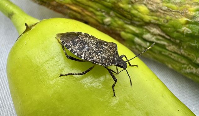 KAYMAKAMDAN "KOKARCA" UYARISI