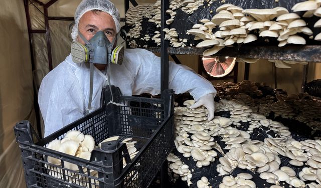 Mutfak masrafını karşılamak için kurduğu tesiste yıllık 36 ton mantar üretiyor