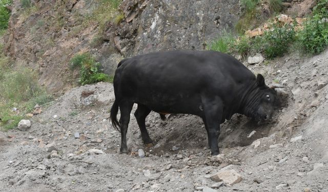 Artvin'de üç aydır antrenman yapan boğalar arenaya çıkmaya hazır