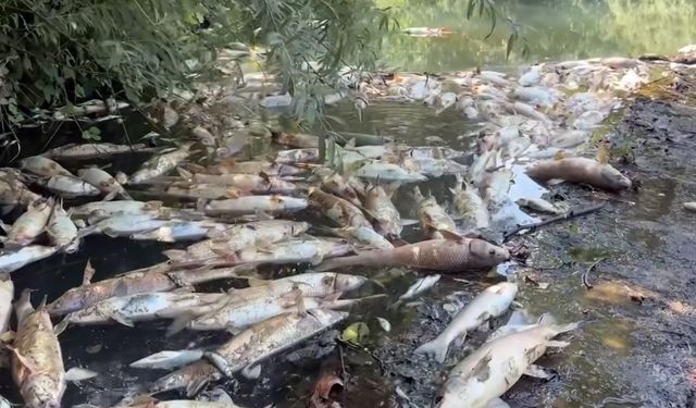 TOPLU BALIK ÖLÜMLERİ