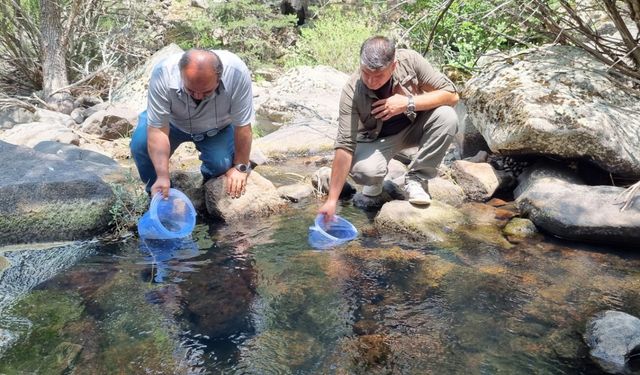 Bolu'da 12 bin kırmızı benekli alabalık yavrusu derelere bırakıldı