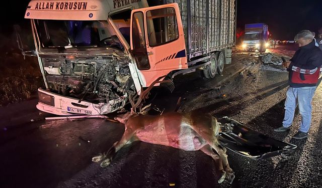 Bolu'da yola çıkan geyiğin neden olduğu kazada 1 kişi öldü, 1 kişi yaralandı