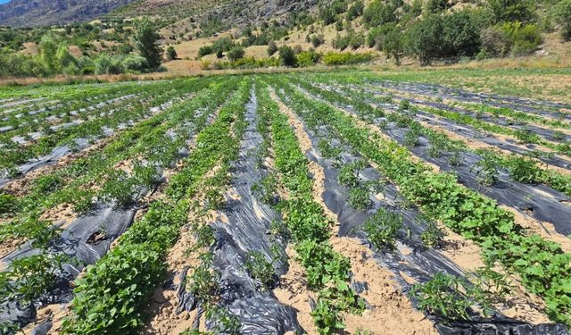 Çamoluk'ta tarımsal projeler meyvelerini vermeye başladı