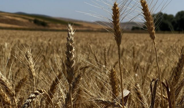 Çorum'da atıl arazide üretilen buğdaydan elde edilecek un ihtiyaç sahiplerine dağıtılacak