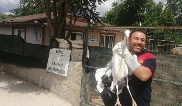 Çorum'da yuvasından düşerek yaralanan leylek, tedavi edilecek