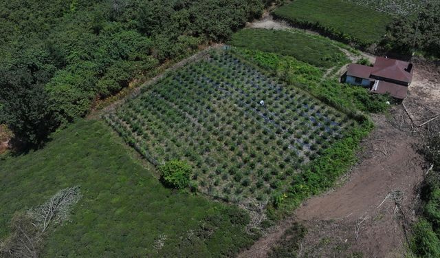 Dededen kalma atıl vaziyetteki arazisini maviyemiş bahçesine dönüştürdü